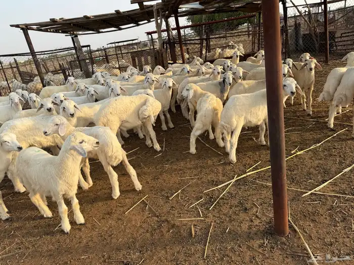 بهم تربية 60 3