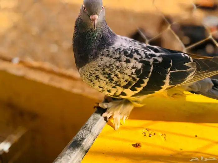 انثي تركي معقد 2