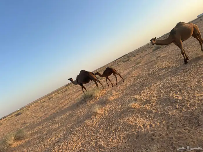 بيع خلفه 4