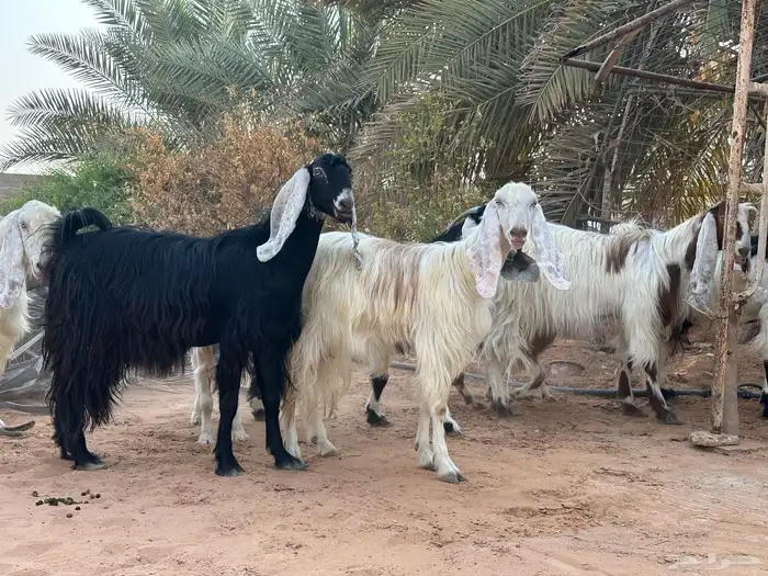 معزا متابيع 2