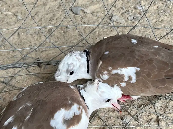 جوز حمام ياكريم جيشي 2