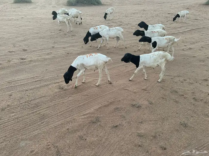 برابر جذع للبيع 1