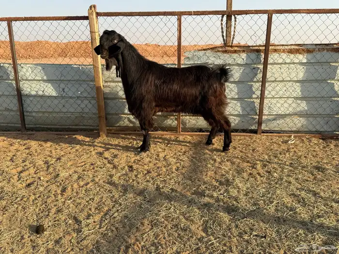البيع فحل شامي خصم في الخرج 14