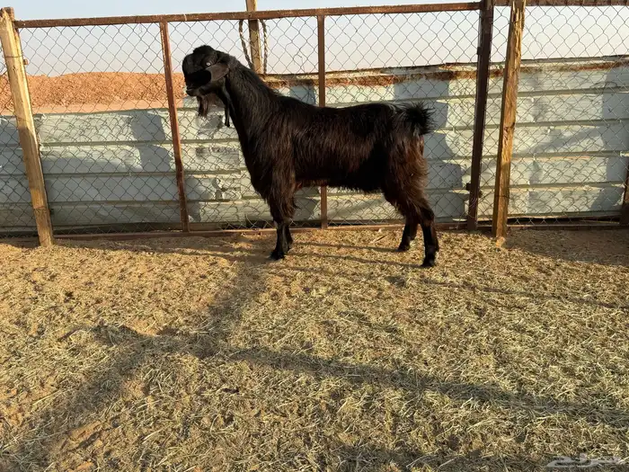 البيع فحل شامي خصم في الخرج 2
