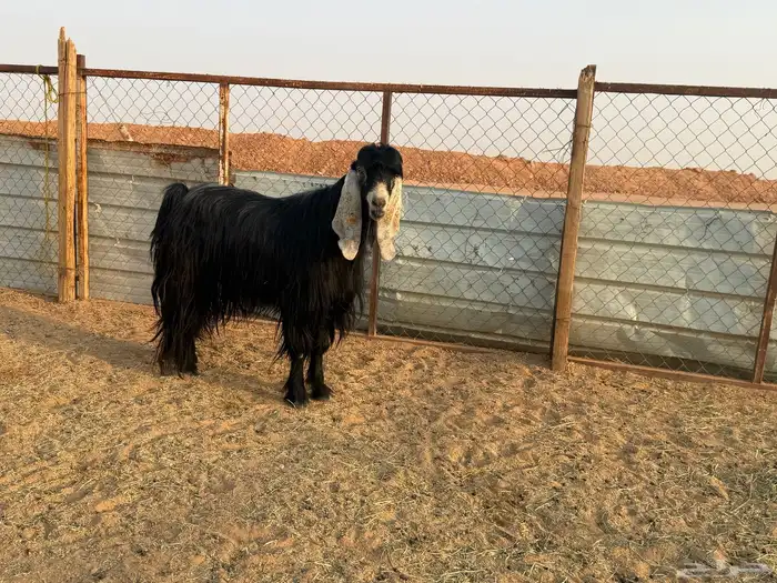 البيع فحل عارضي في الخرج 6