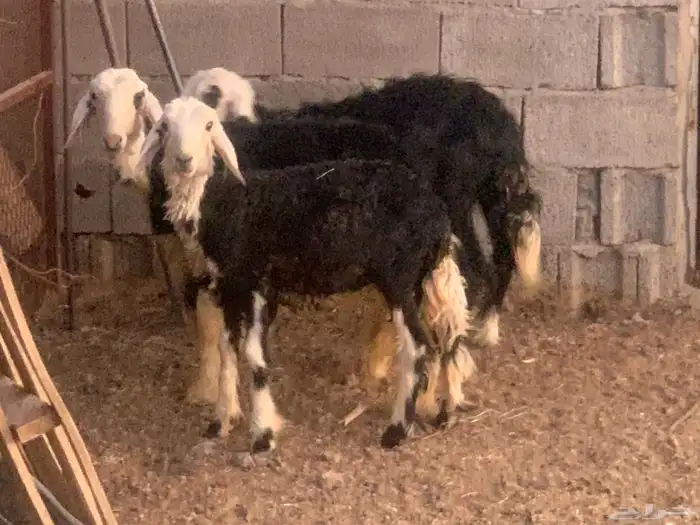 للبيع 3 رخال نجد تربيه 0
