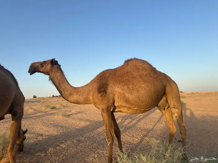 بيع خلفه 2