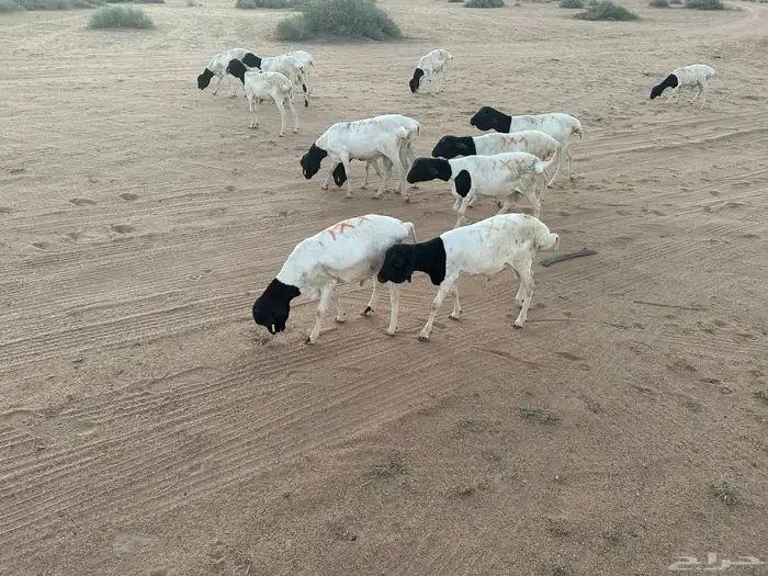 برابر جذع للبيع 0