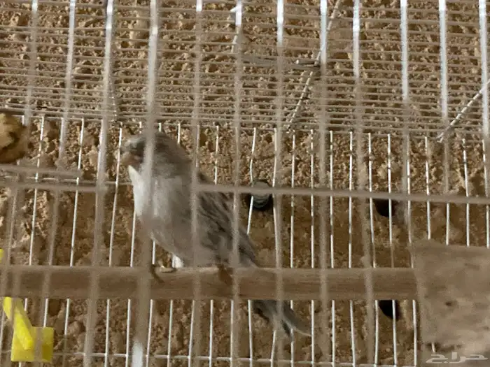 كناري. انثى ازيبل و ذكر ستنايت اصفر و أوبال 8