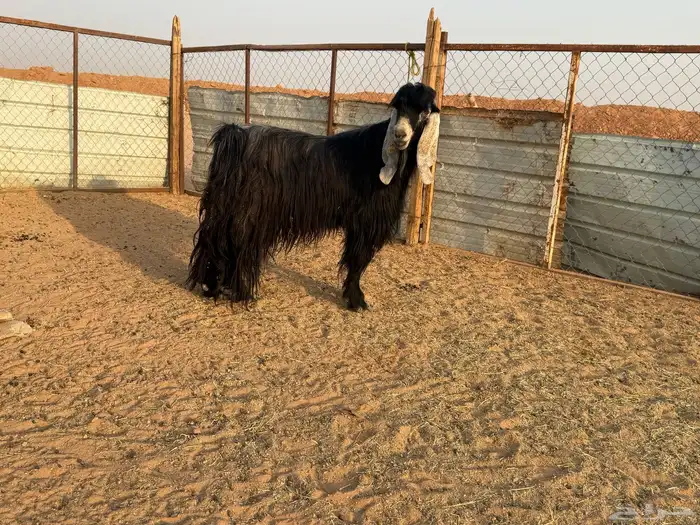 البيع فحل عارضي في الخرج 1