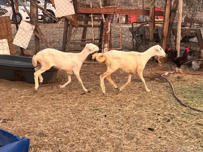 رخال رفد 0