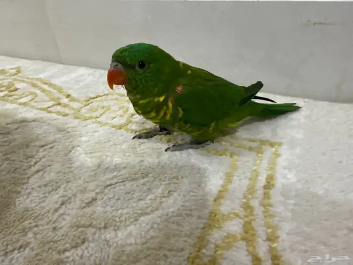 لوري سكالي ( تم البيع الله يبارك لي راعيه ) 2