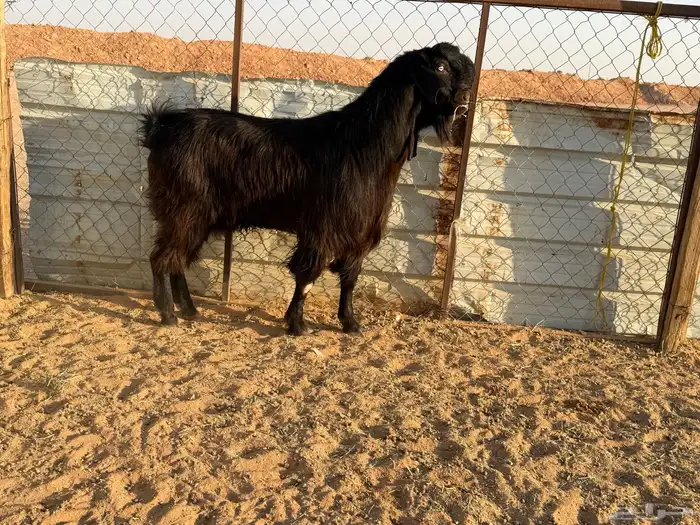 البيع فحل شامي خصم في الخرج 16