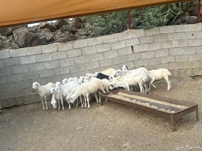طليان ورخال رفيدي ومهجن حري على رفيدي 3