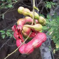 شتلات كعك لوز هندي 0