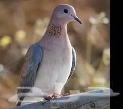 يمام النخيل للذبح والاكل او علف للصقور 0