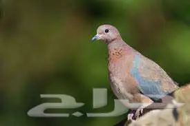 يمام النخيل للذبح والاكل او علف للصقور 1