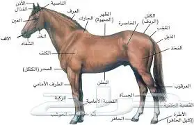 بحاجة للشريك بااسطبل للخيل 1