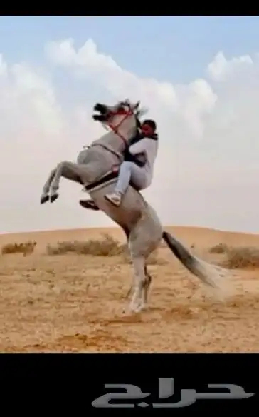 حصان واهو 2