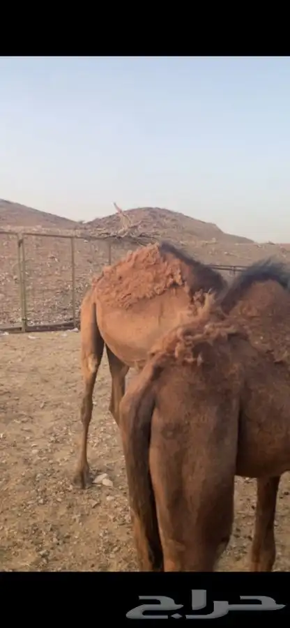قعدان و بكار ذبايح 4