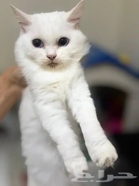 سنور للتبني 1