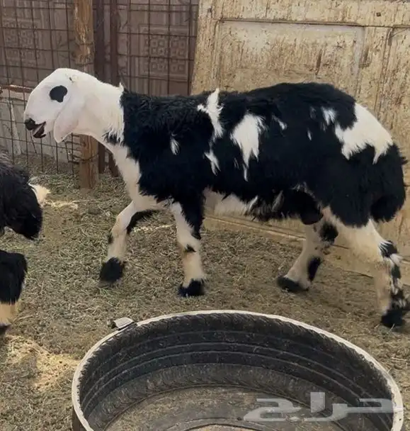 للبيع طلي نجدي فل شحم 0