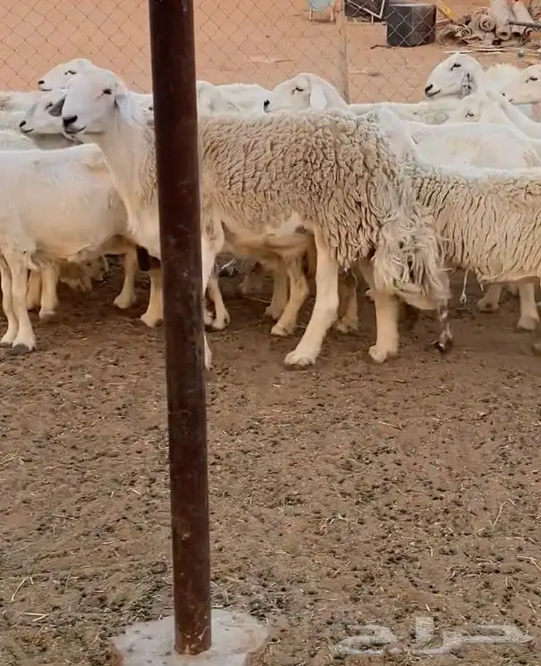 غنم حريات البيع 1