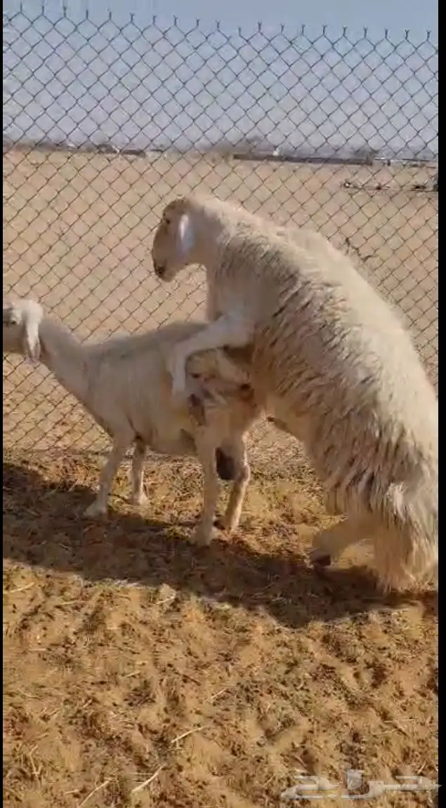 فحل حري صنف 10