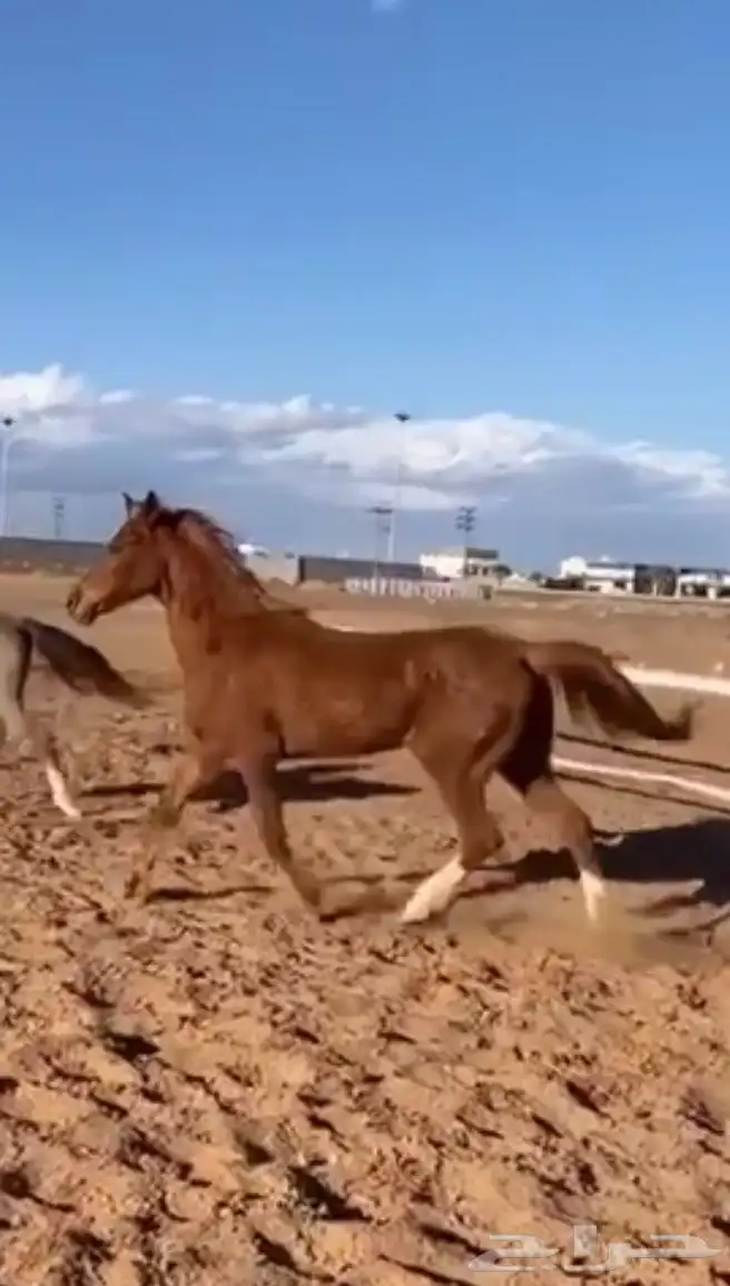 فرس شعبية معها مهرة 1