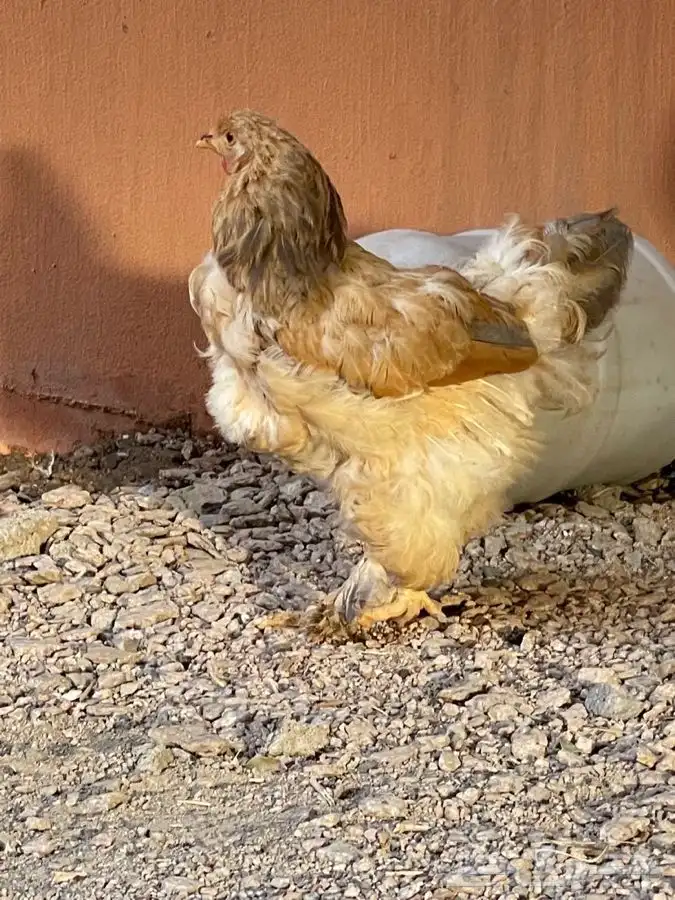 دجاج برهما مشروط ومعه 12 من البيض ويحضن عليه 0