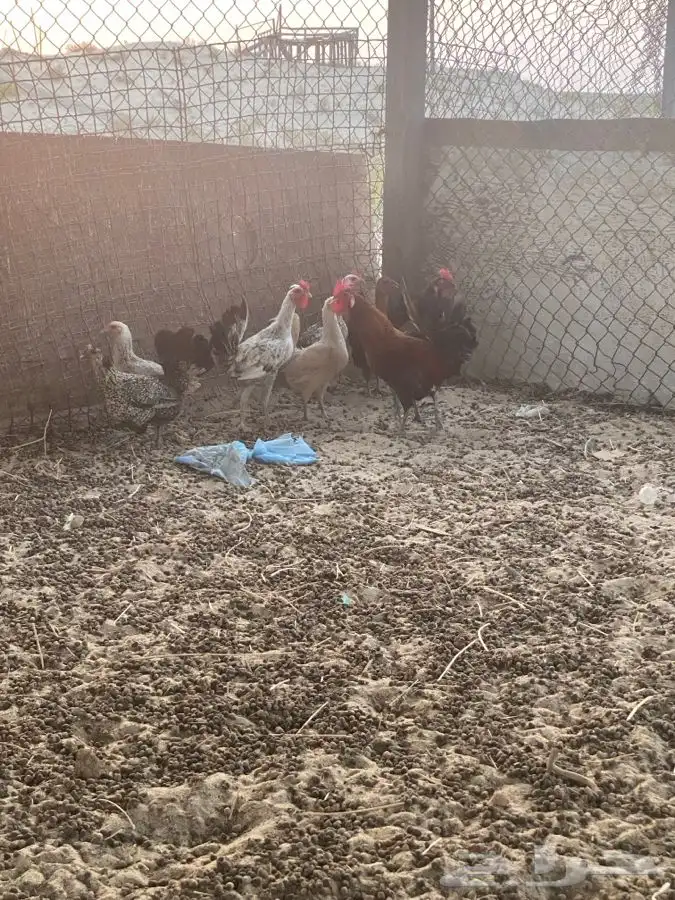 دجاج للبيع 1