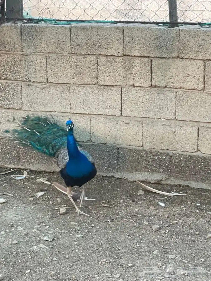 ذكر طاوس للبيع خميس مشيط 1