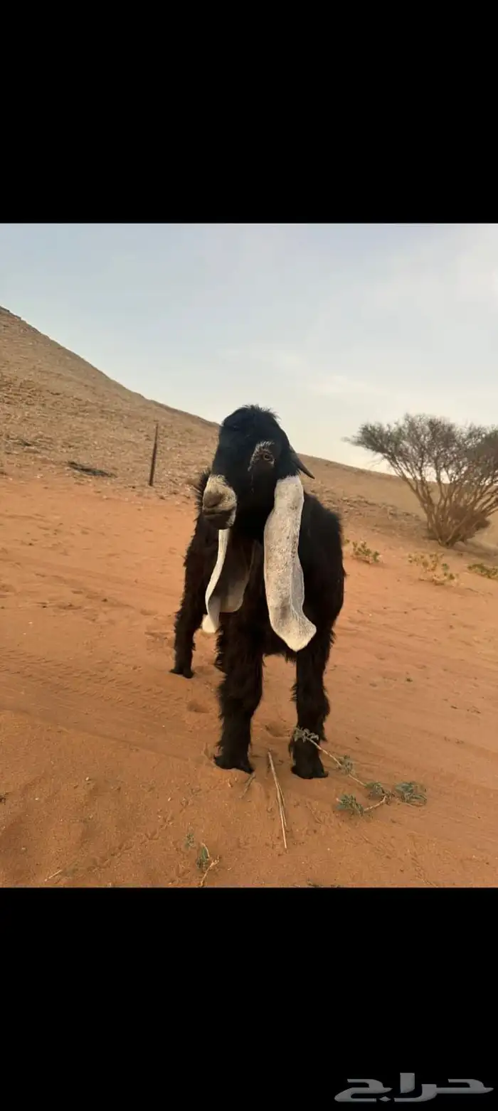 تيس عارضي خصم 0