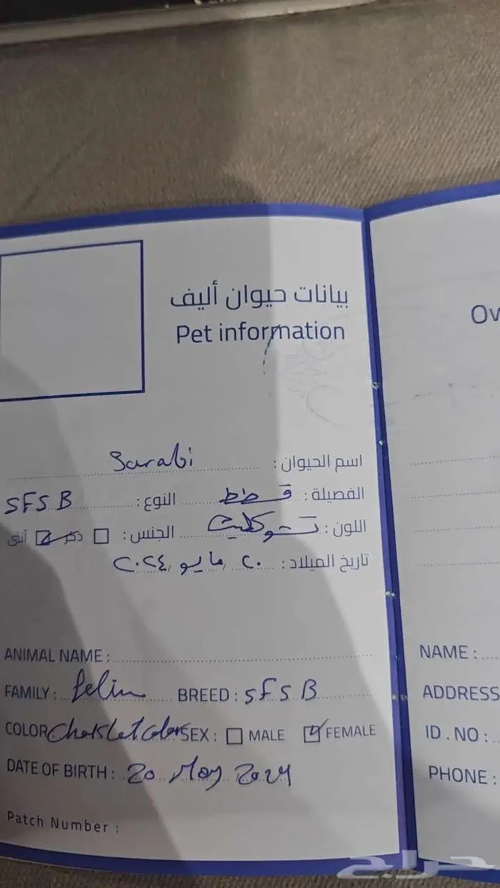 قطة شوكلت سكوتش فولد للتبني 4