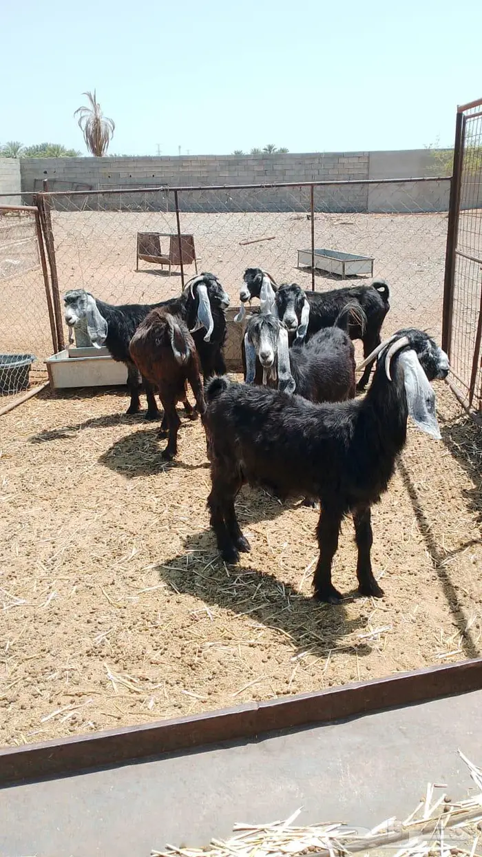 ماعز عوارض مضاريع 3
