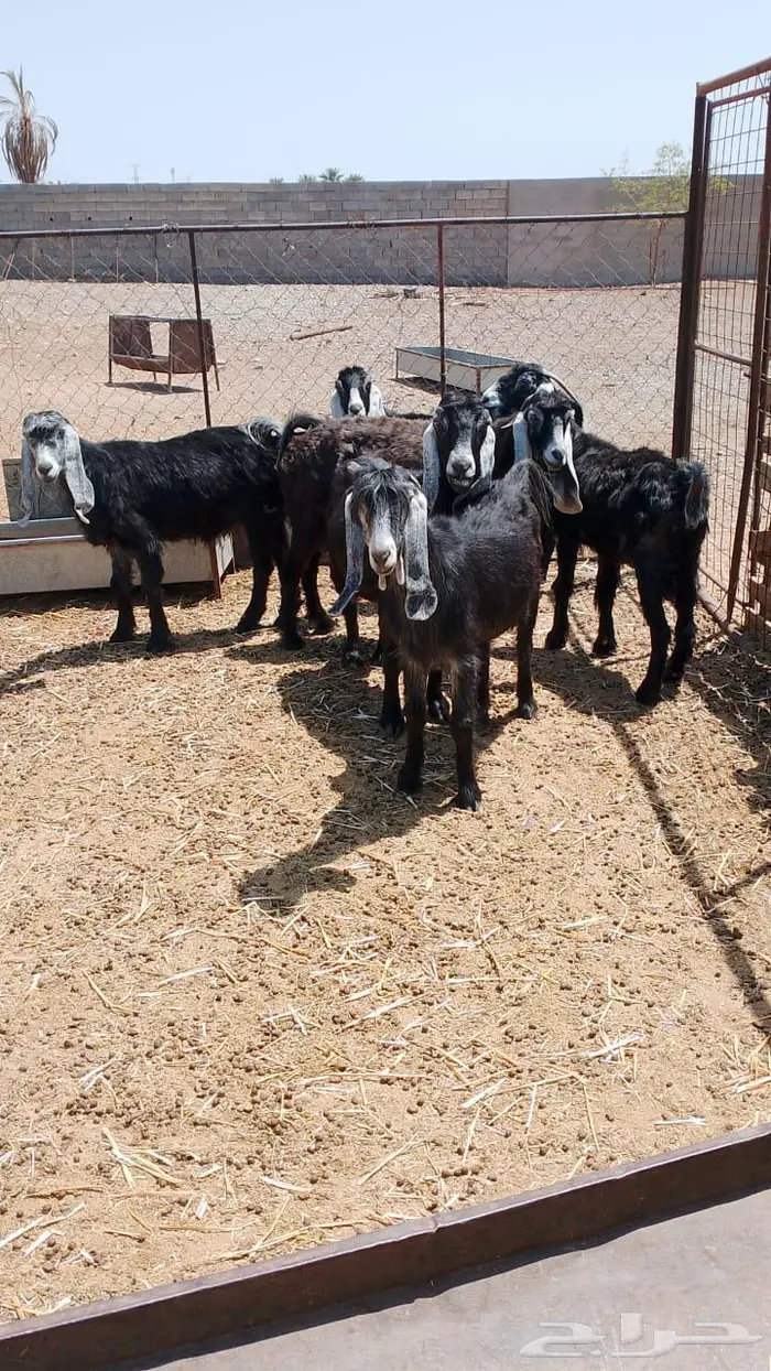 ماعز عوارض مضاريع 2