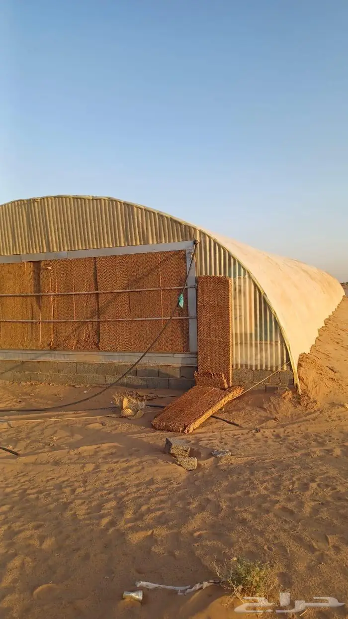 عنبر دواجن 0