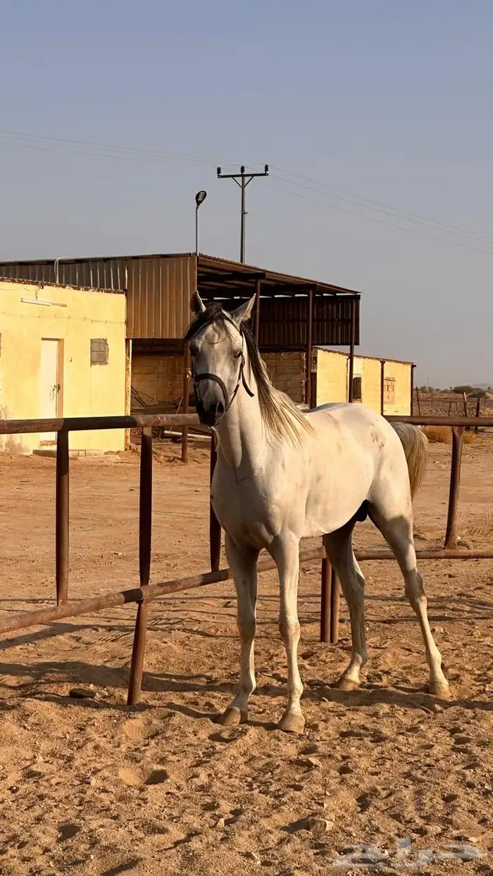خيل واهو اوراق معسوف 1
