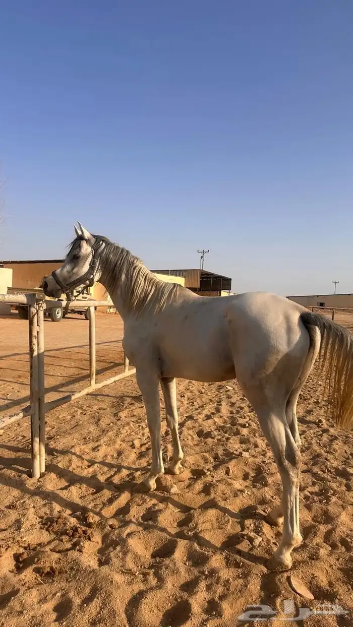 خيل واهو اوراق معسوف 2