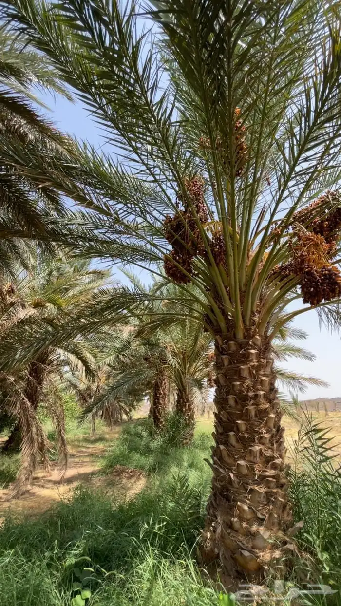 صيف نخل برني مبروم 0
