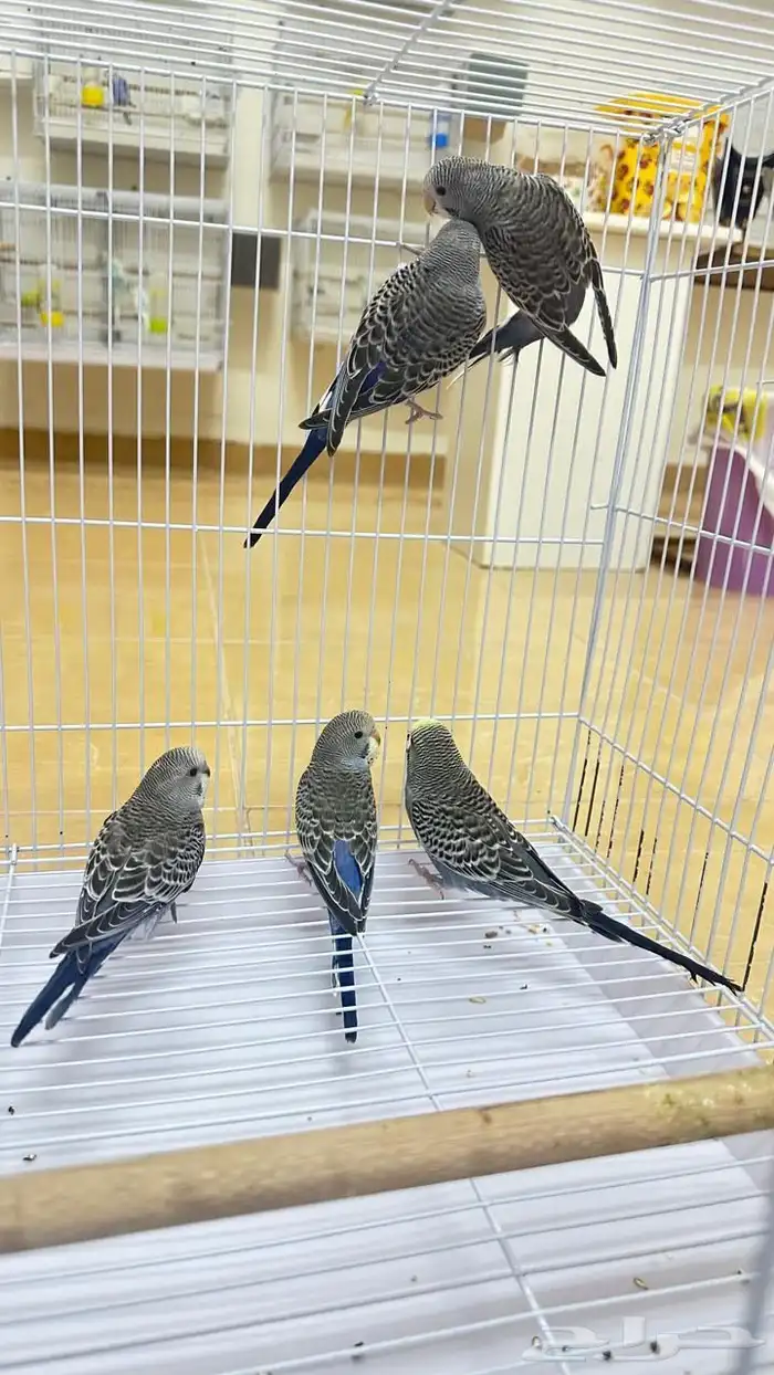 طيور باجي 1