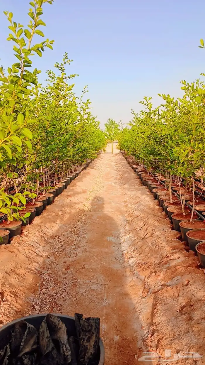 سدر بلدي للبيع العدد 20الف حبه 1