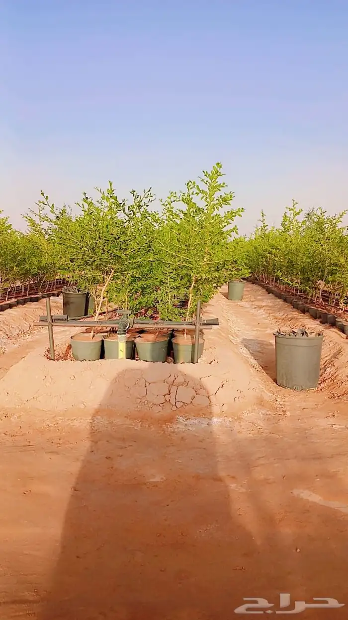 سدر بلدي للبيع العدد 20الف حبه 4