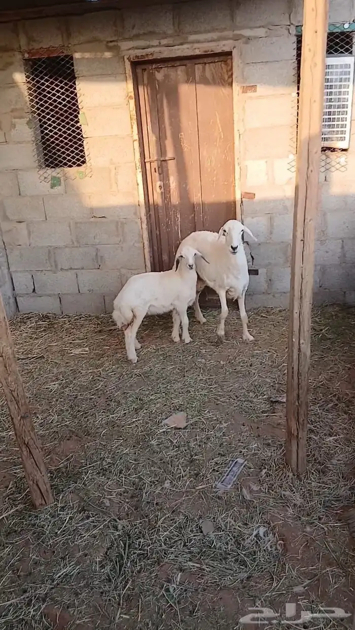 حرية 3