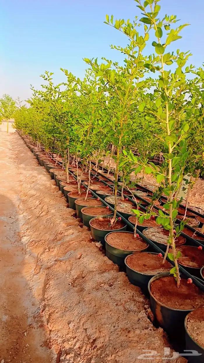 سدر بلدي للبيع العدد 20الف حبه 0