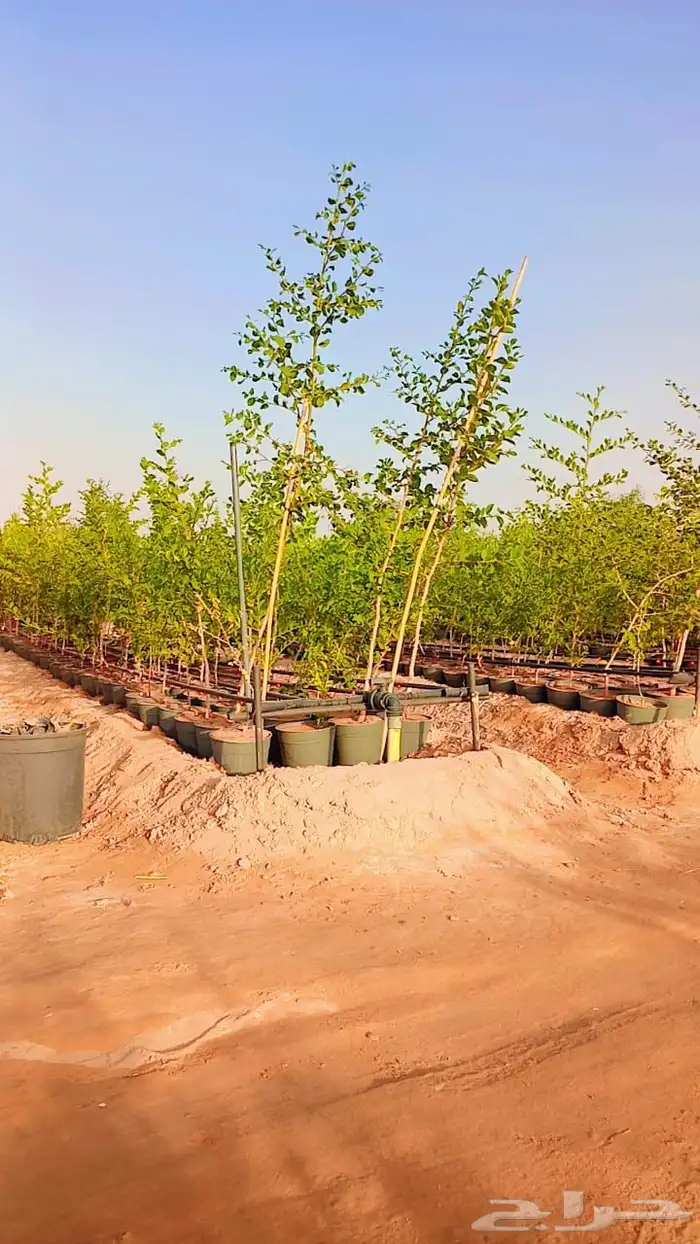 سدر بلدي للبيع العدد 20الف حبه 6