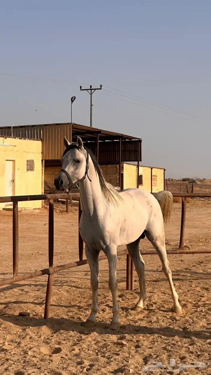 خيل واهو اوراق معسوف 0