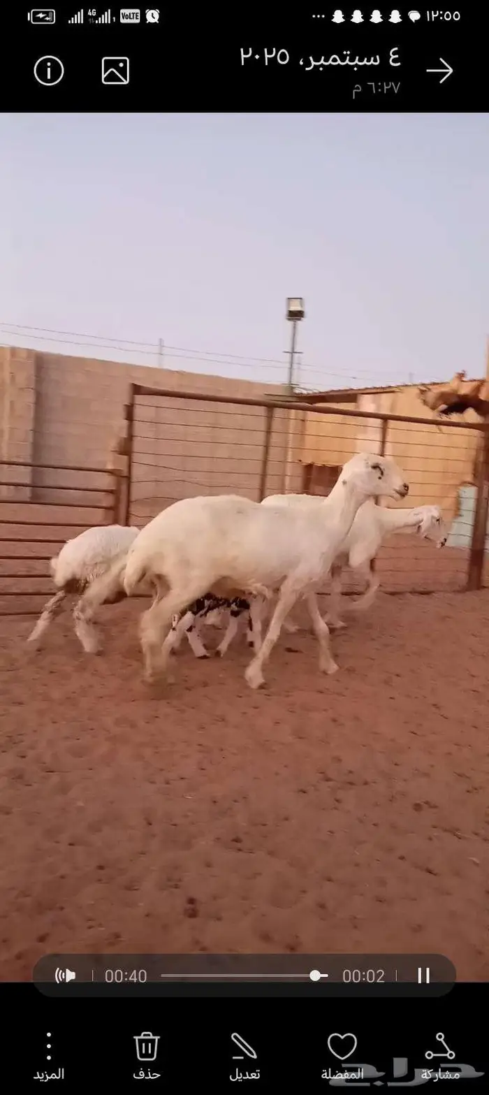 للبيع 2عيسيات طيبه 2تحتها 3 وحده معها توم 9