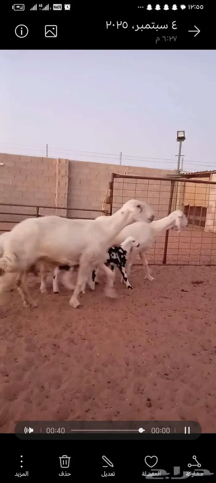 للبيع 2عيسيات طيبه 2تحتها 3 وحده معها توم 8