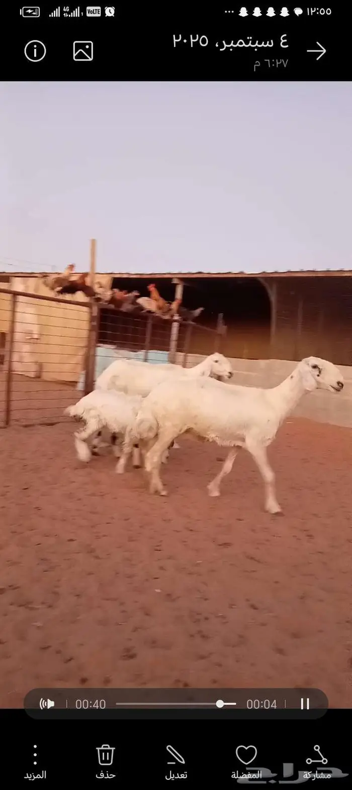 للبيع 2عيسيات طيبه 2تحتها 3 وحده معها توم 7